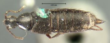 Media type: image;   Entomology 7295 Aspect: habitus dorsal view